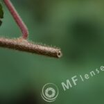 Tamron SP 70-210mm f/3.5-4 52A Macro 1:2-384