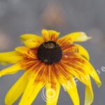 Tamron SP 70-210mm f/3.5-4 52A Macro 1:2-385