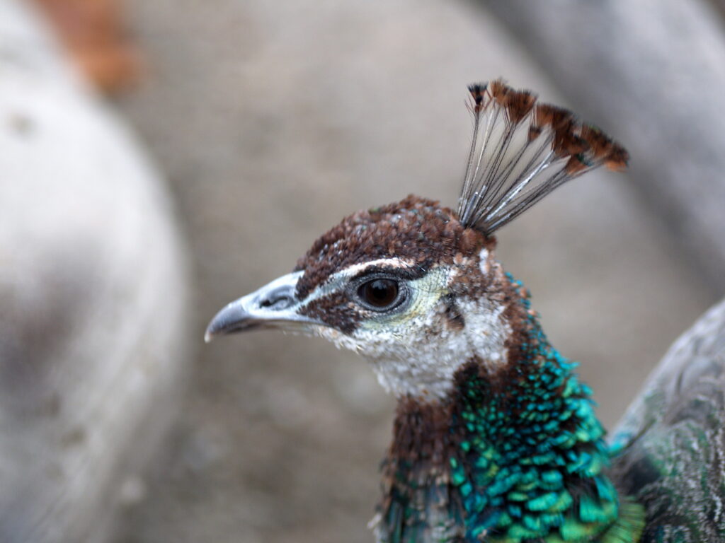Tokina ATX 90mm f2.5 macro-10223