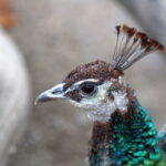 Tokina ATX 90mm f2.5 macro-10223