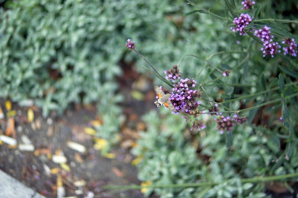 Cosina 55mm f1.4 M42-11891
