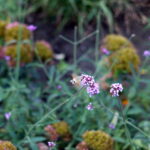 Cosina 55mm f1.4 M42-11892