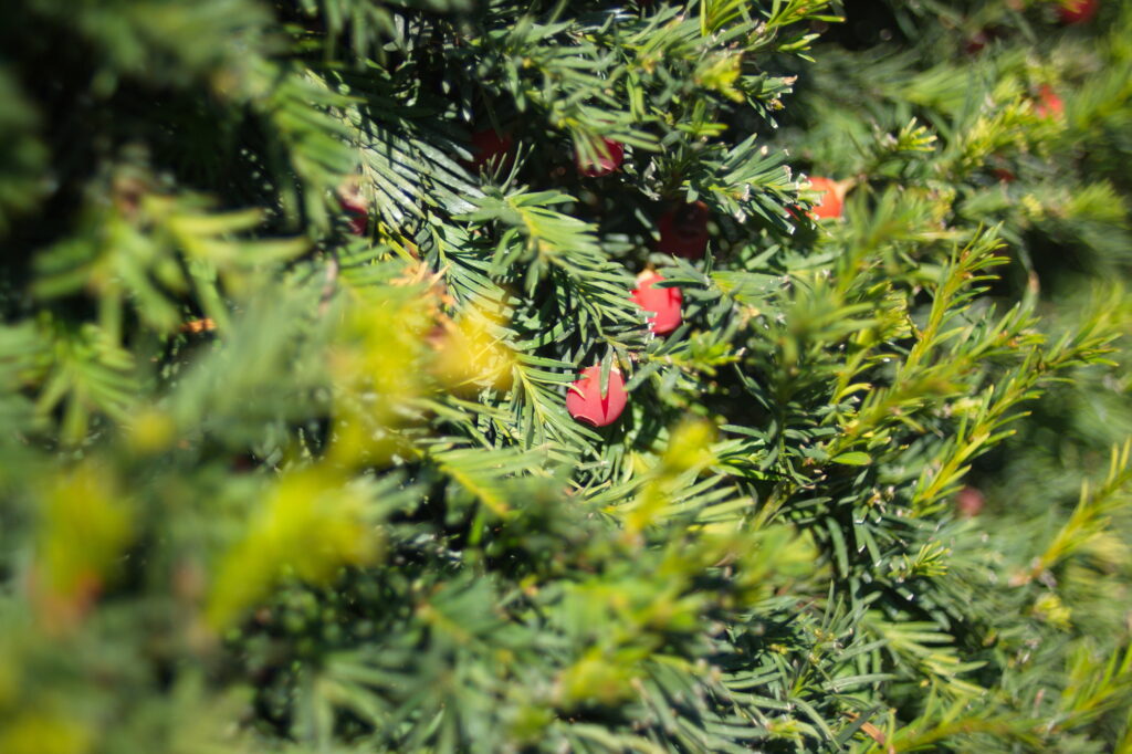 EBC Fujinon-W 35mm f1.9 M42-11790