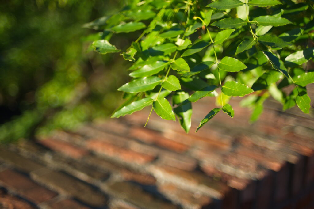 EBC Fujinon-W 35mm f1.9 M42-11788