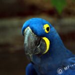 Kiron 105mm f/2.8 Macro 1:1-2381