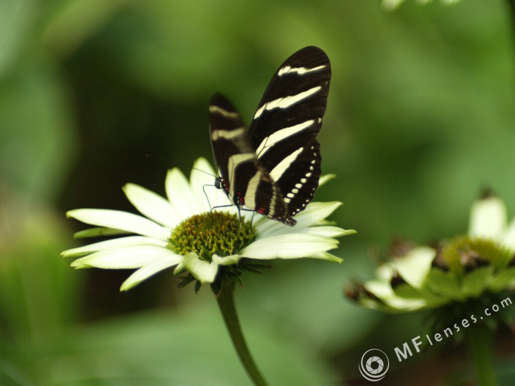 Kiron 105mm f/2.8 Macro 1:1-2383