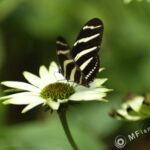 Kiron 105mm f/2.8 Macro 1:1-2383