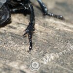 Kiron 105mm f/2.8 Macro 1:1-1794