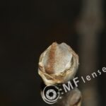 Kiron 105mm f/2.8 Macro 1:1-968