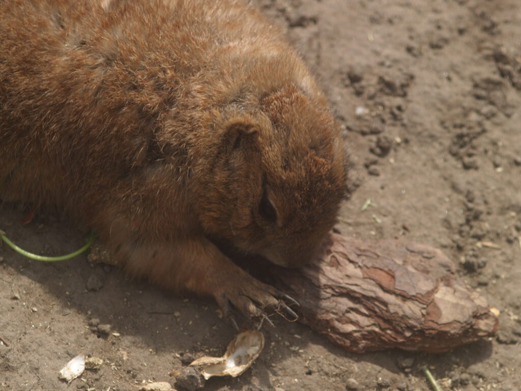 Komura 135mm f3.5-4532