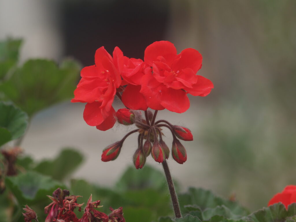 Komura 135mm f3.5-4533