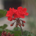 Komura 135mm f3.5-4533