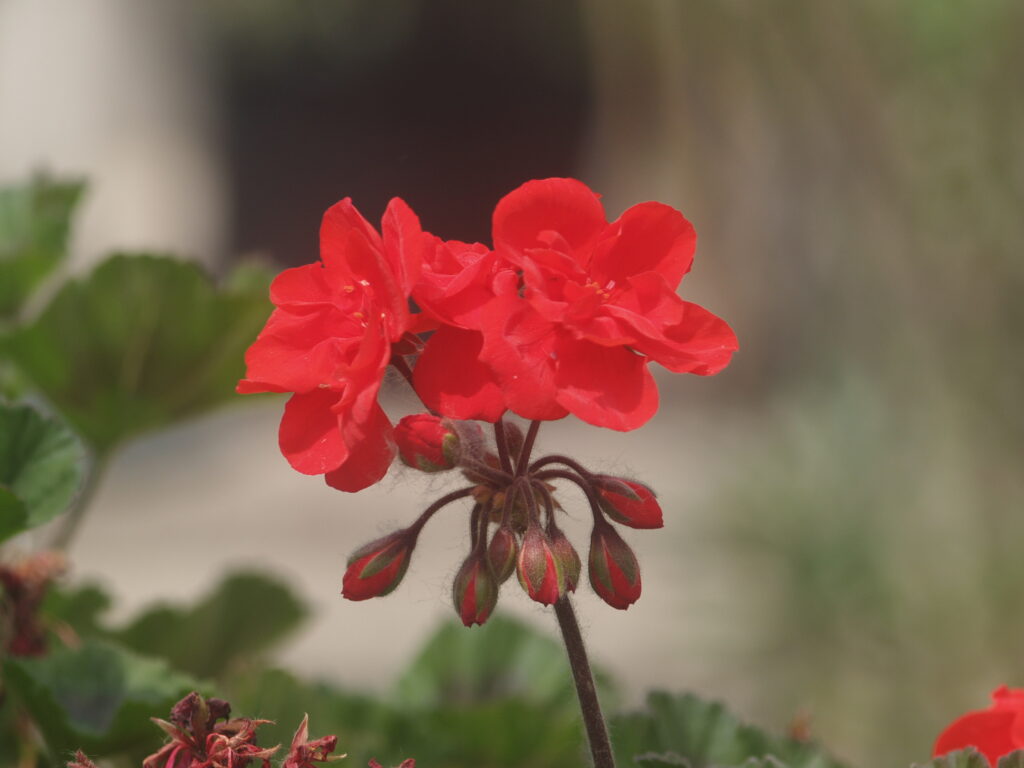 Komura 135mm f3.5-4534