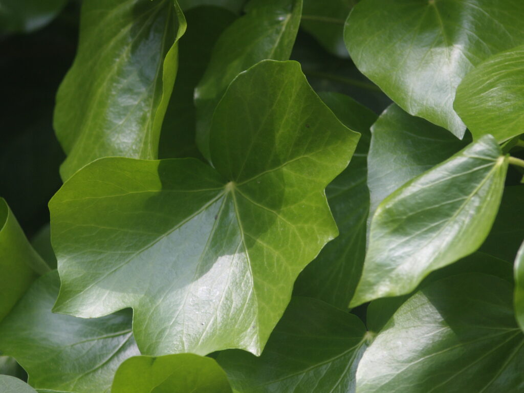 Komura 135mm f3.5-4535