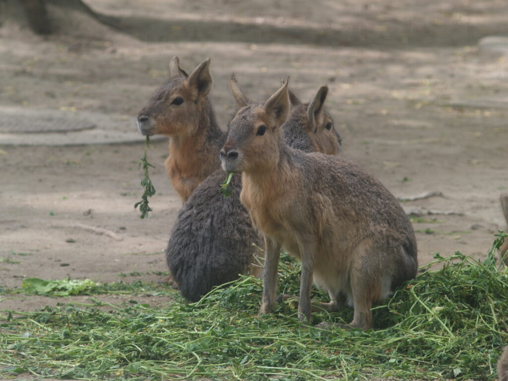 Komura 135mm f3.5-4536