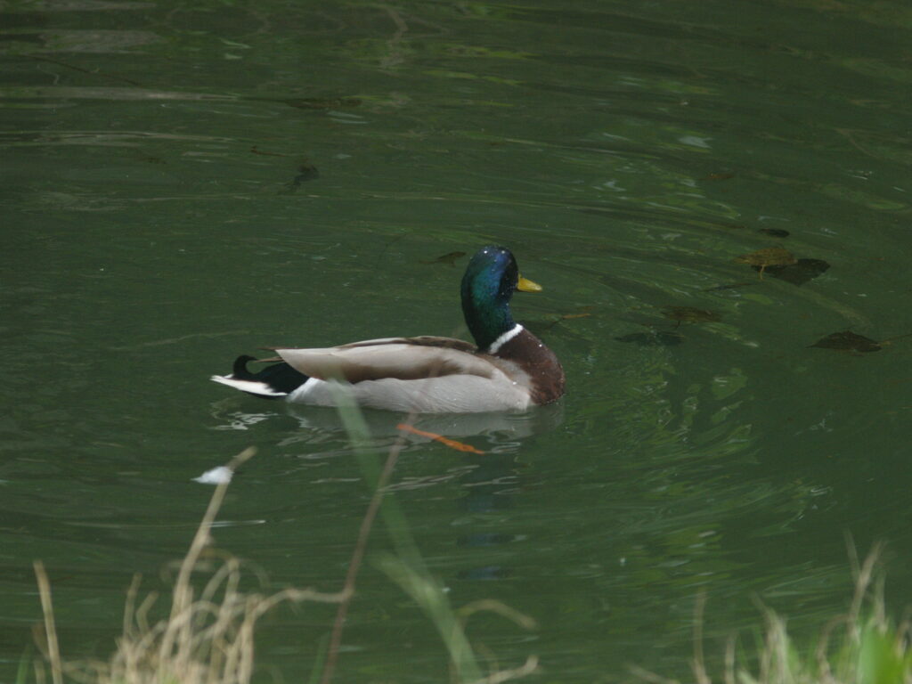 Komura 135mm f3.5-4537