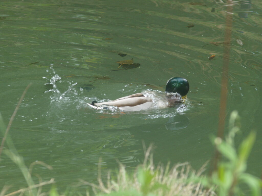 Komura 135mm f3.5-4538
