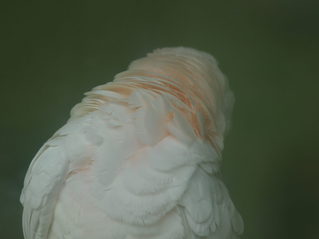 Komura 135mm f3.5-4540