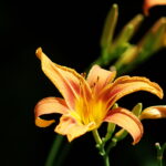 Konica Hexanon 200mm f3.5 AE AR-7509