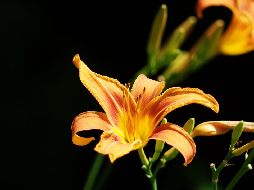 Konica Hexanon 200mm f3.5 AE AR