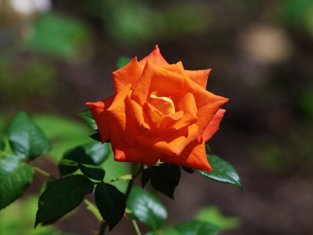 Konica Hexanon 200mm f3.5 AE AR-7515