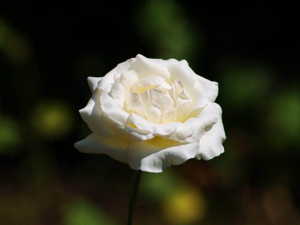 Konica Hexanon 200mm f3.5 AE AR-7516