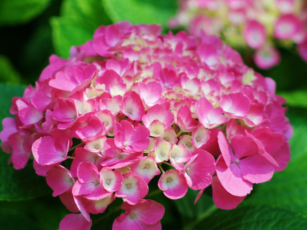 Konica Hexanon 200mm f3.5 AE AR-7518