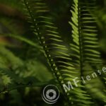 2.8/100mm Konishiroku Hexanon F mount-212