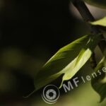 3.5/135mm Hexanon Konica AR-218