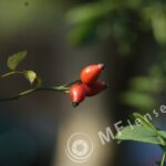 3.5/135mm Hexanon Konica AR-221