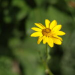 1.8/40mm Hexanon Konica AR-5267