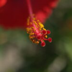 1.8/40mm Hexanon Konica AR-5268