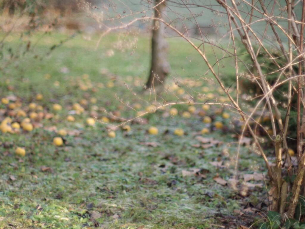 Konica 57mm f1.2-6879