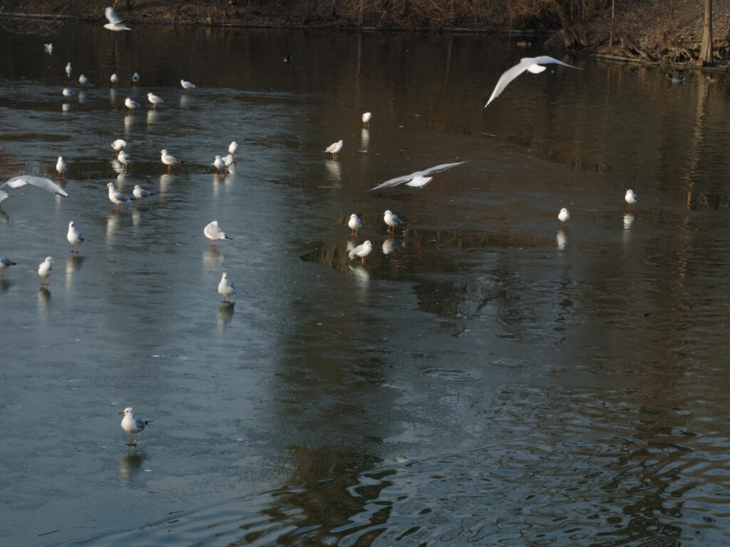 Konica 57mm f1.2-6881