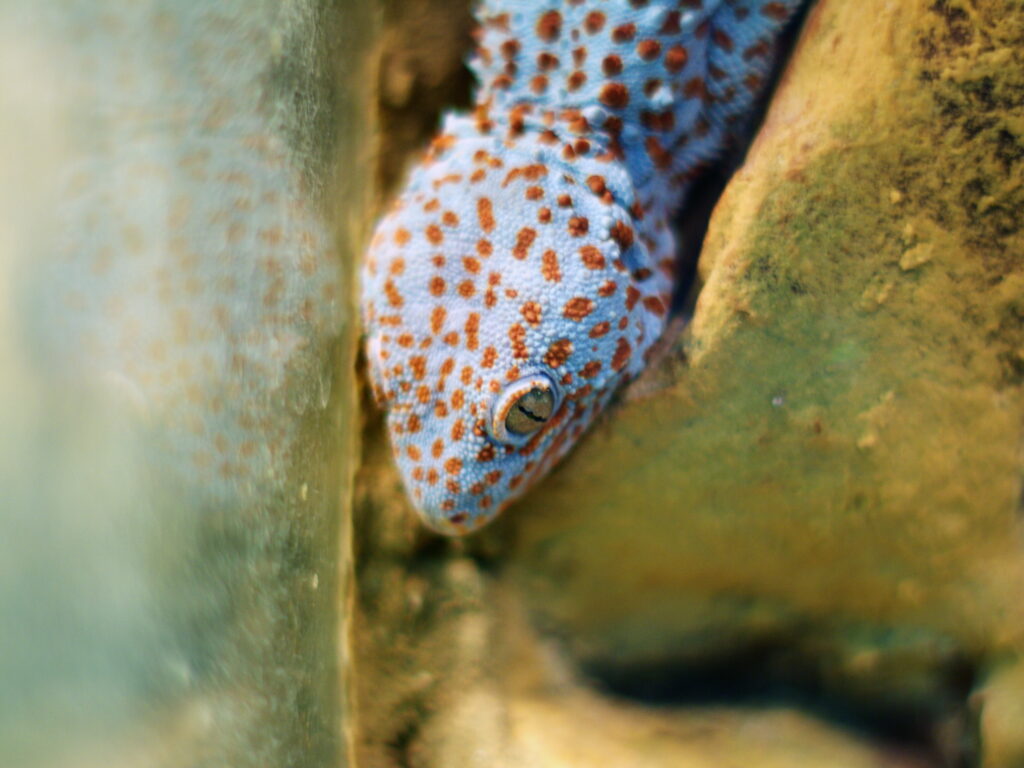 Konica 57mm f1.2-7113