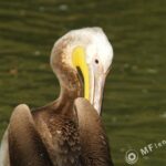 4.5/300mm Hexanon Konica AR-3042
