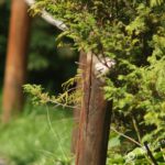 4.5/300mm Hexanon Konica AR-3047
