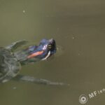 4.5/300mm Hexanon Konica AR-3051