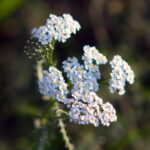 Konica UC Hexanon 80-200mm f4 -11851