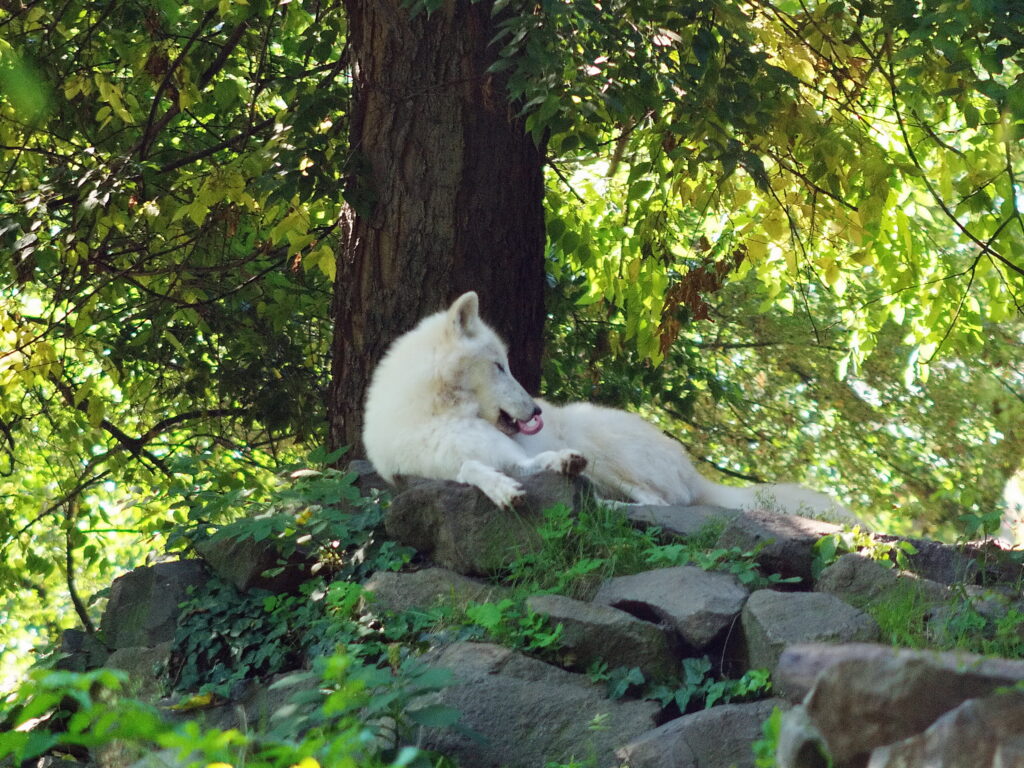 Konica Varifocal Hexanon 35-100mm f2.8-7805