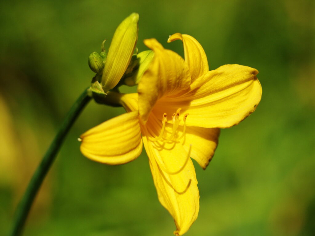 Konica Varifocal Hexanon 35-100mm f2.8-7811