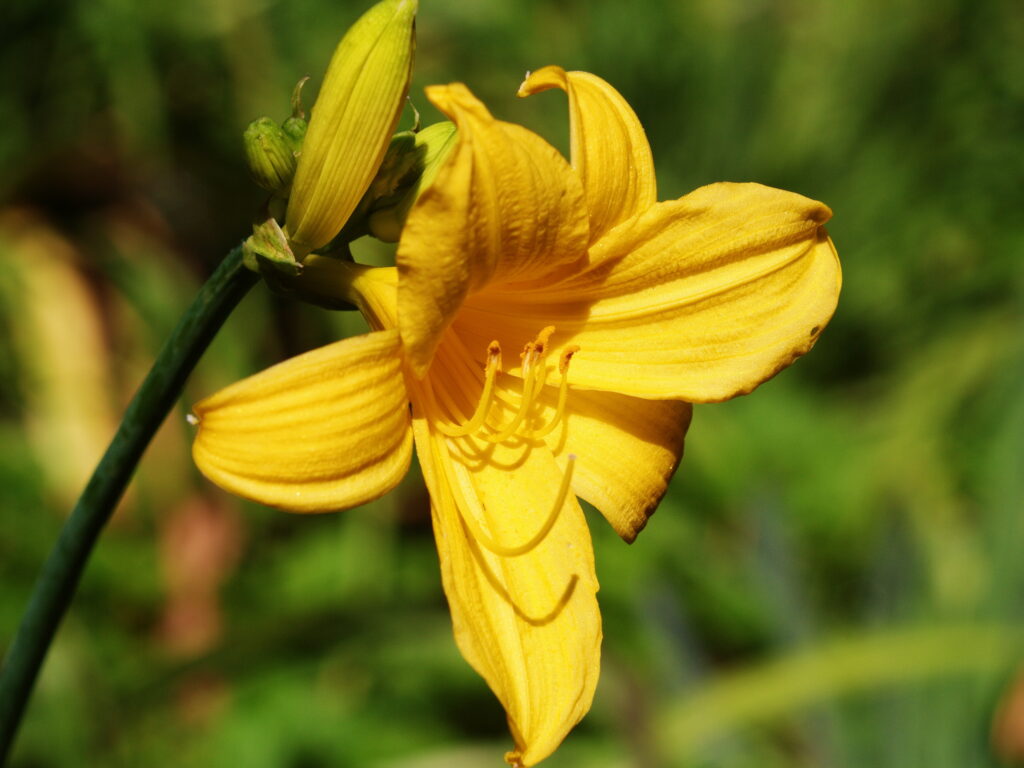 Konica Varifocal Hexanon 35-100mm f2.8-7812