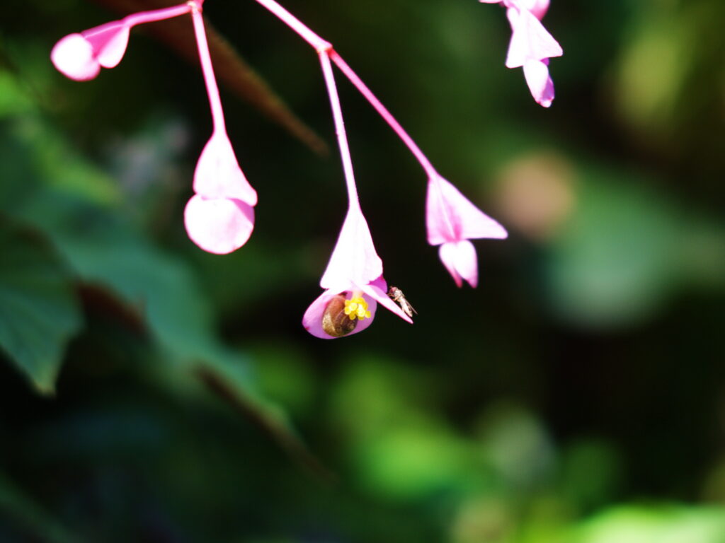 Konica Varifocal Hexanon 35-100mm f2.8-7815