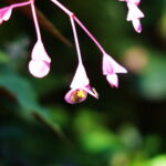 Konica Varifocal Hexanon 35-100mm f2.8-7815
