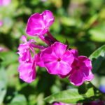 Konica Varifocal Hexanon 35-100mm f2.8-7816