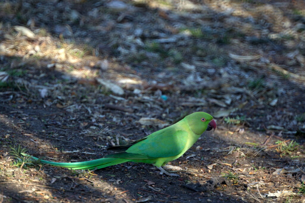 RF Rokkor-X 250mm f5.6 mirror-10787