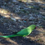 RF Rokkor-X 250mm f5.6 mirror-10787