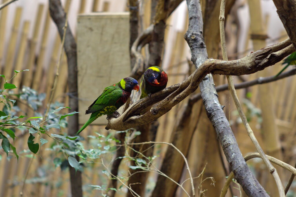Minolta Rokkor 85mm f1.7 PF MC-10538