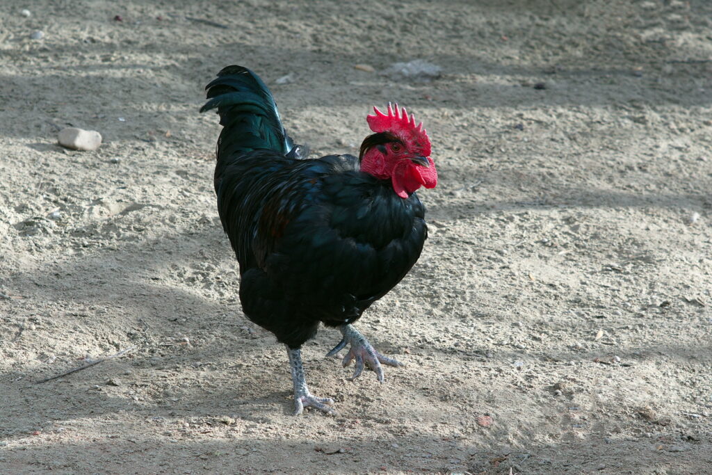 Minolta Rokkor 85mm f1.7 PF MC-10533