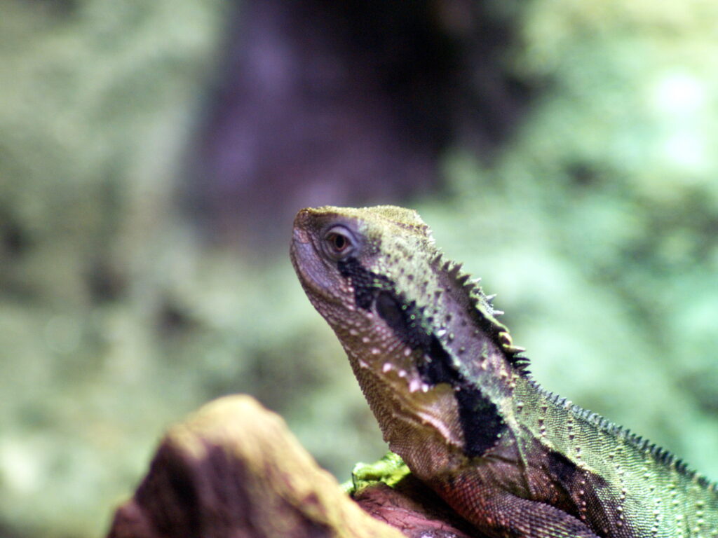 Minolta Tele Rokkor 1:2 f=100mm MC MD-4054